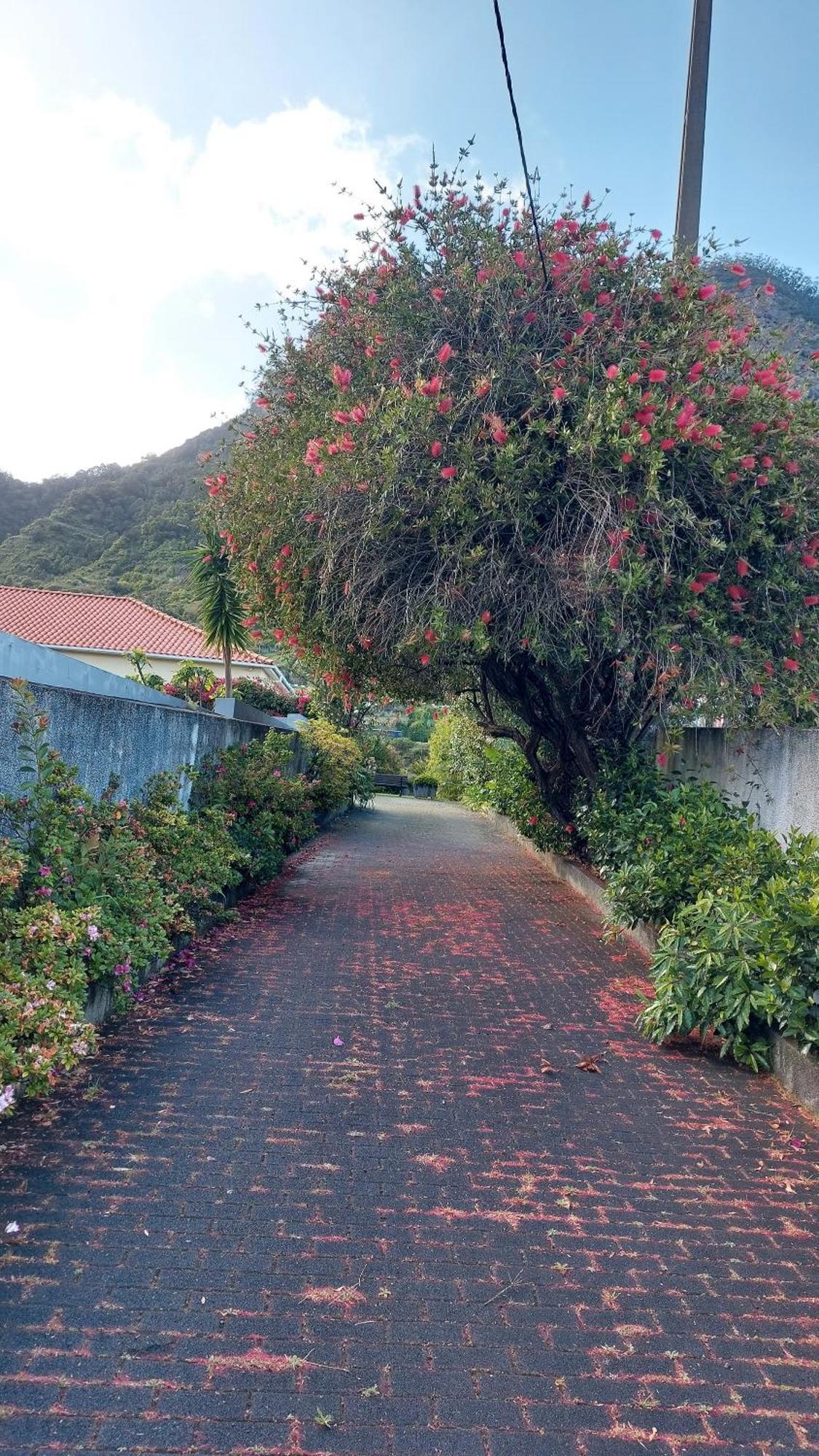 House Pc Villa Porto Da Cruz Eksteriør billede